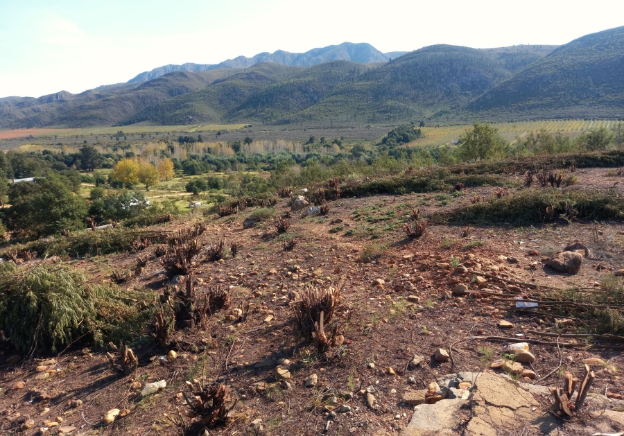 0 Bedroom Property for Sale in Haarlem Western Cape